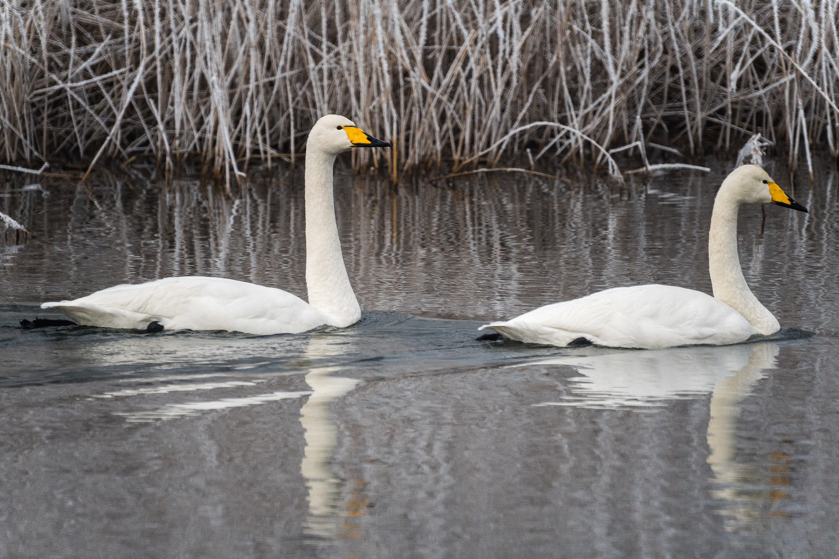 Sony a6500 sample photo. Whooper swan, winter 2017 photography