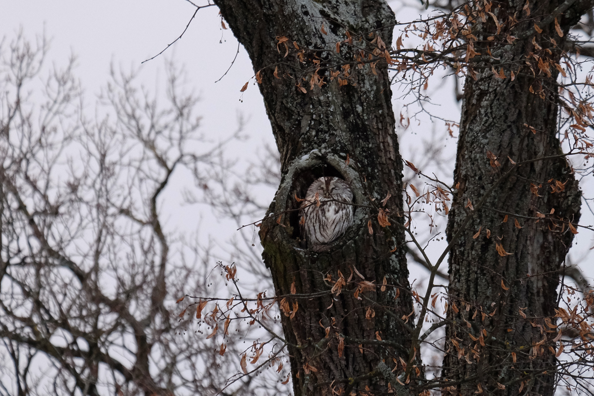 Fujifilm X-E2 + Fujifilm XF 55-200mm F3.5-4.8 R LM OIS sample photo. Was siehst du? photography