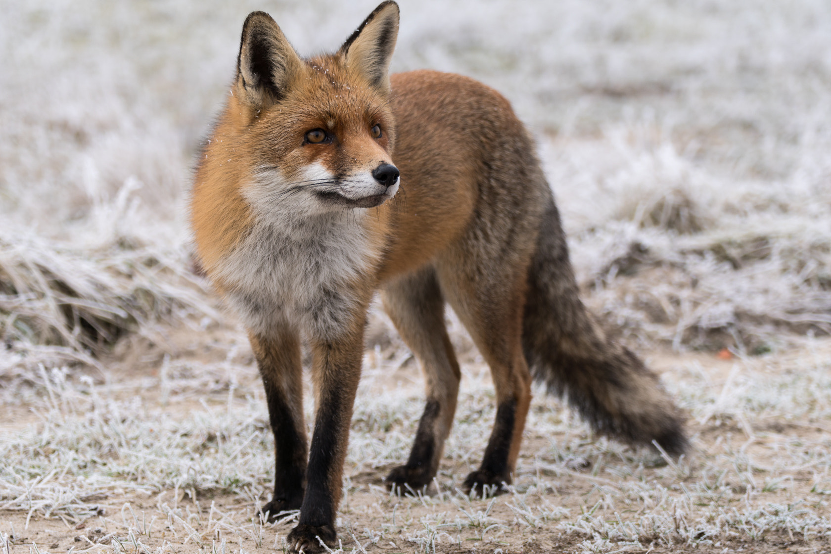 Sony a6500 sample photo. Red fox, winter 2017 photography