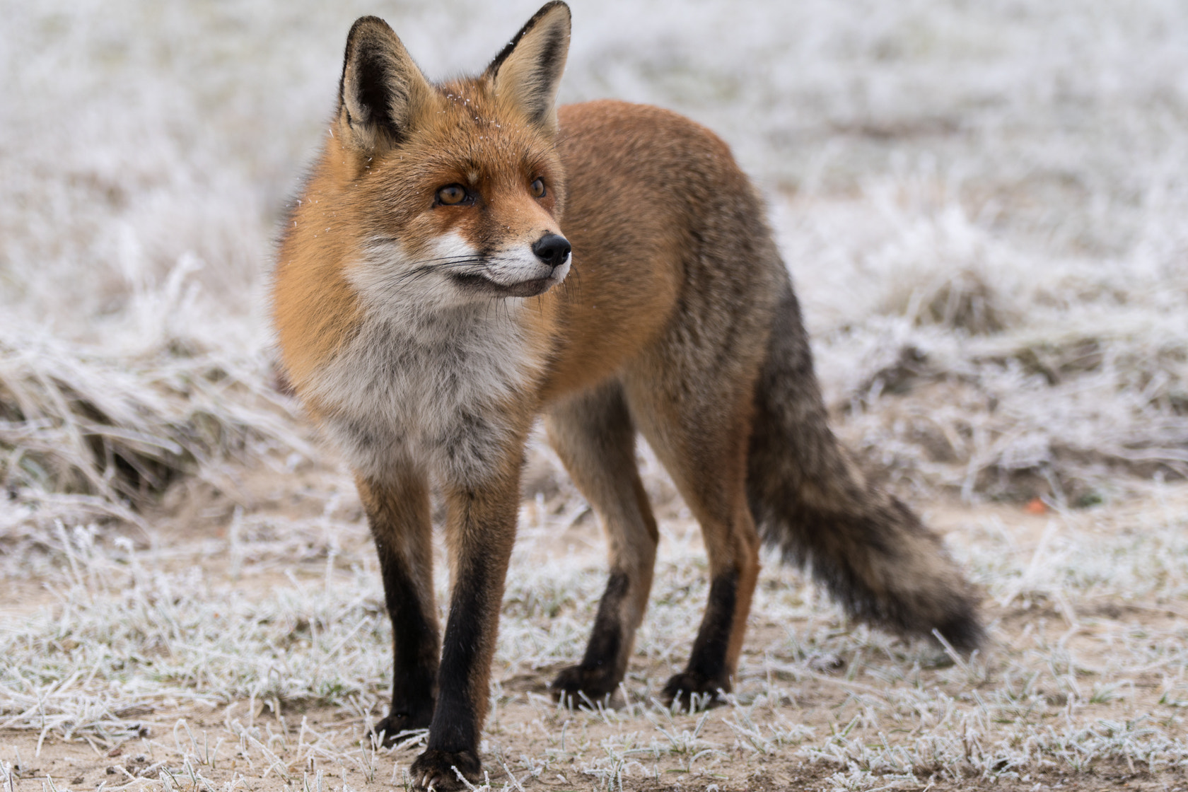 Sony a6500 + Sony 70-300mm F4.5-5.6 G SSM sample photo. Red fox, winter 2017 photography