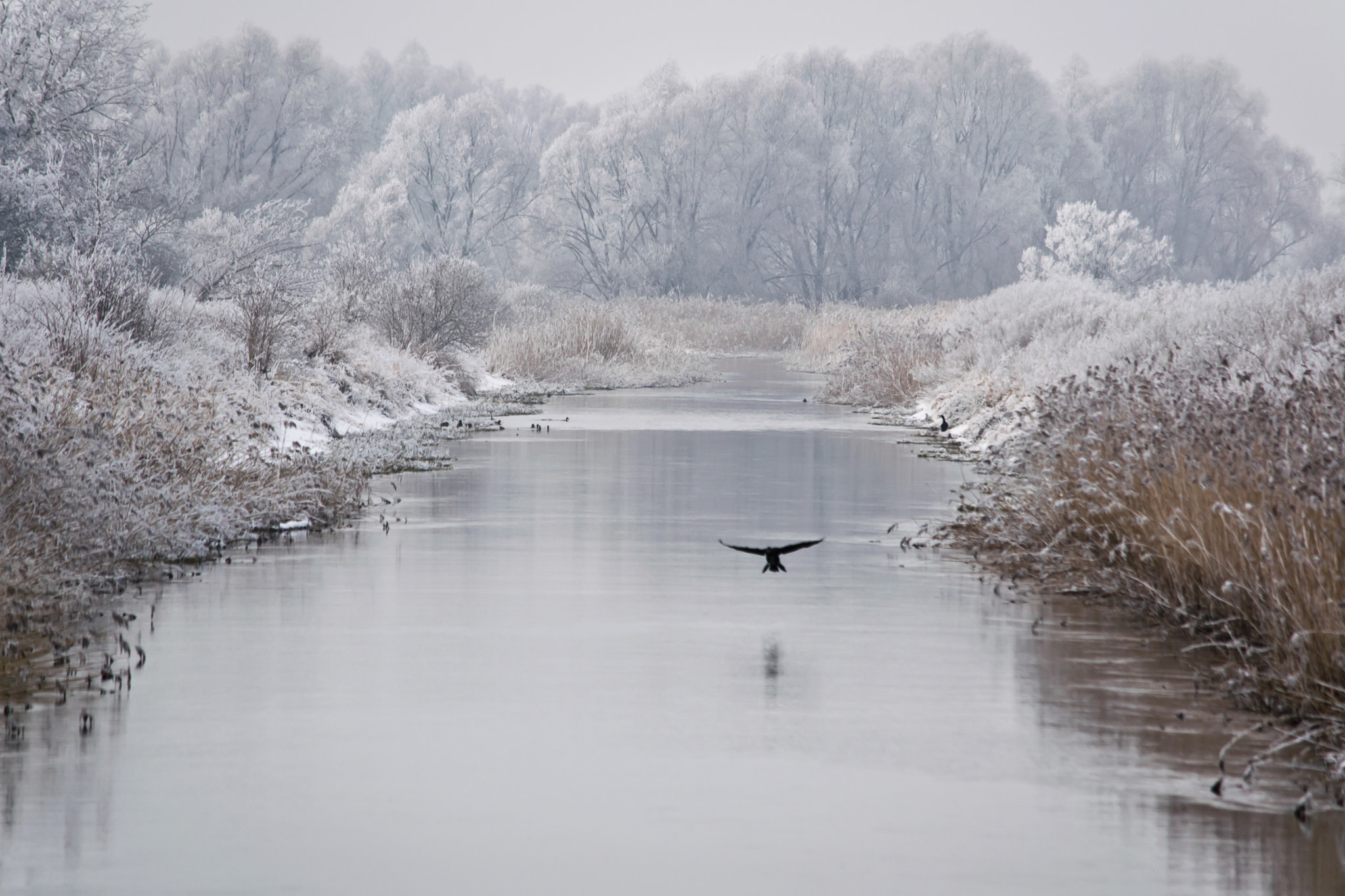 Nikon AF Nikkor 180mm F2.8D ED-IF sample photo. Winter photography