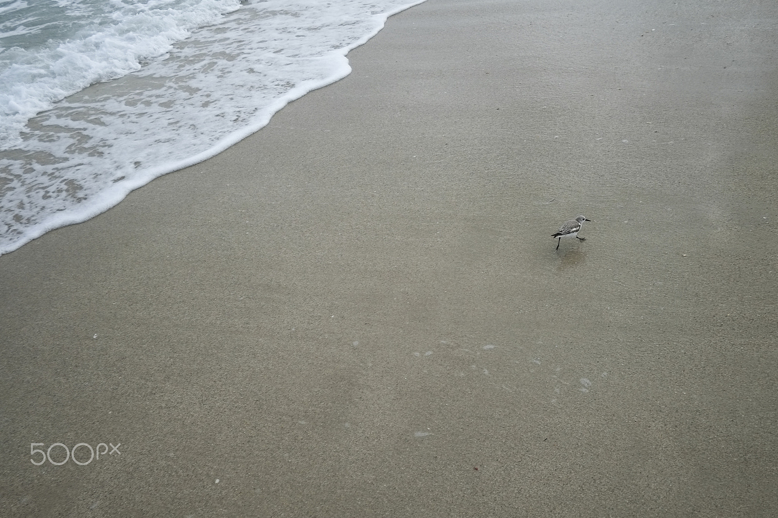 Fujifilm X-E1 + Fujifilm XF 18mm F2 R sample photo. Sanderling photography