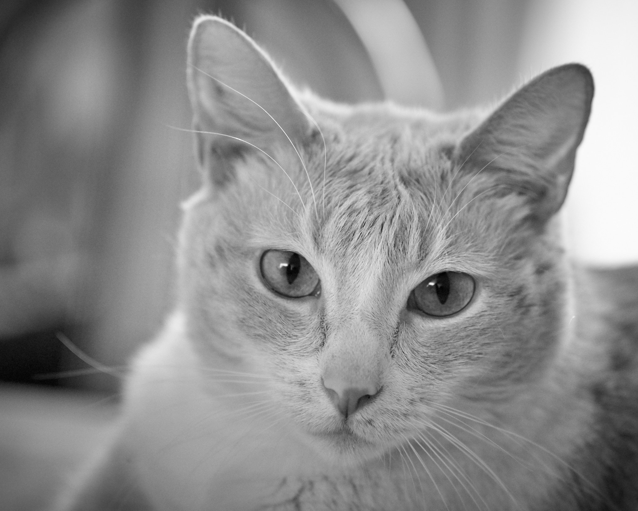 Sigma 60mm F2.8 DN Art sample photo. Tita in b&w photography