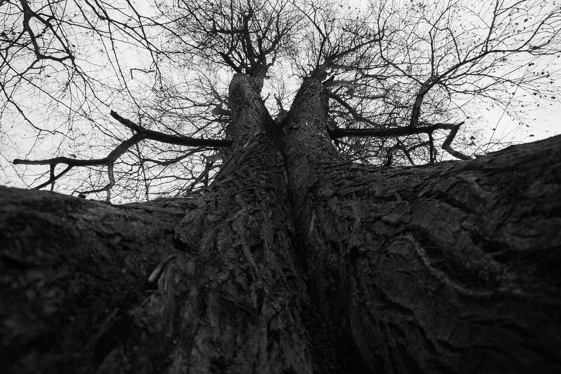 Nikon D300S sample photo. Un abbraccio tra alberi photography