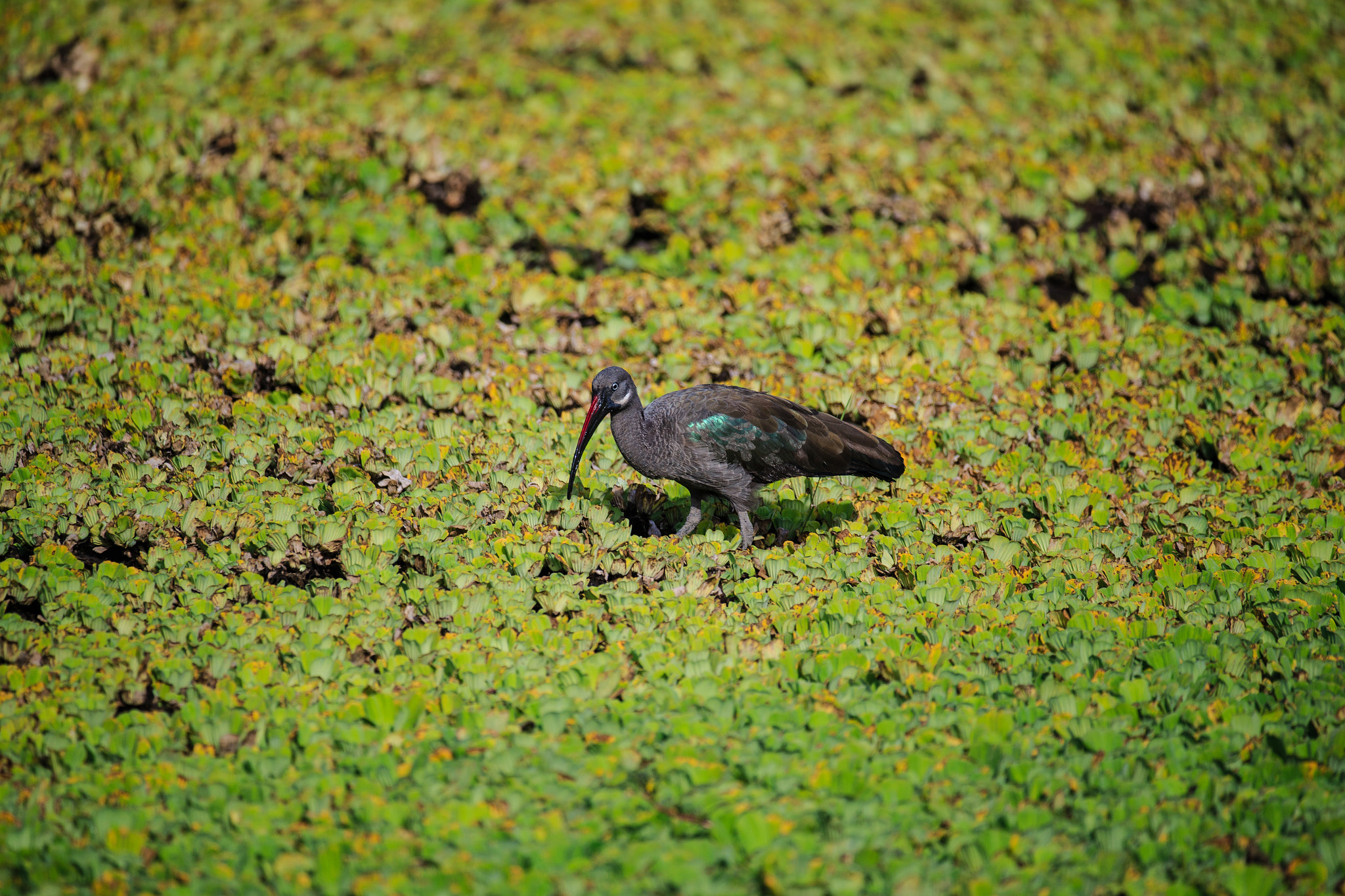 Canon EOS-1D X sample photo. Hadada ibis photography
