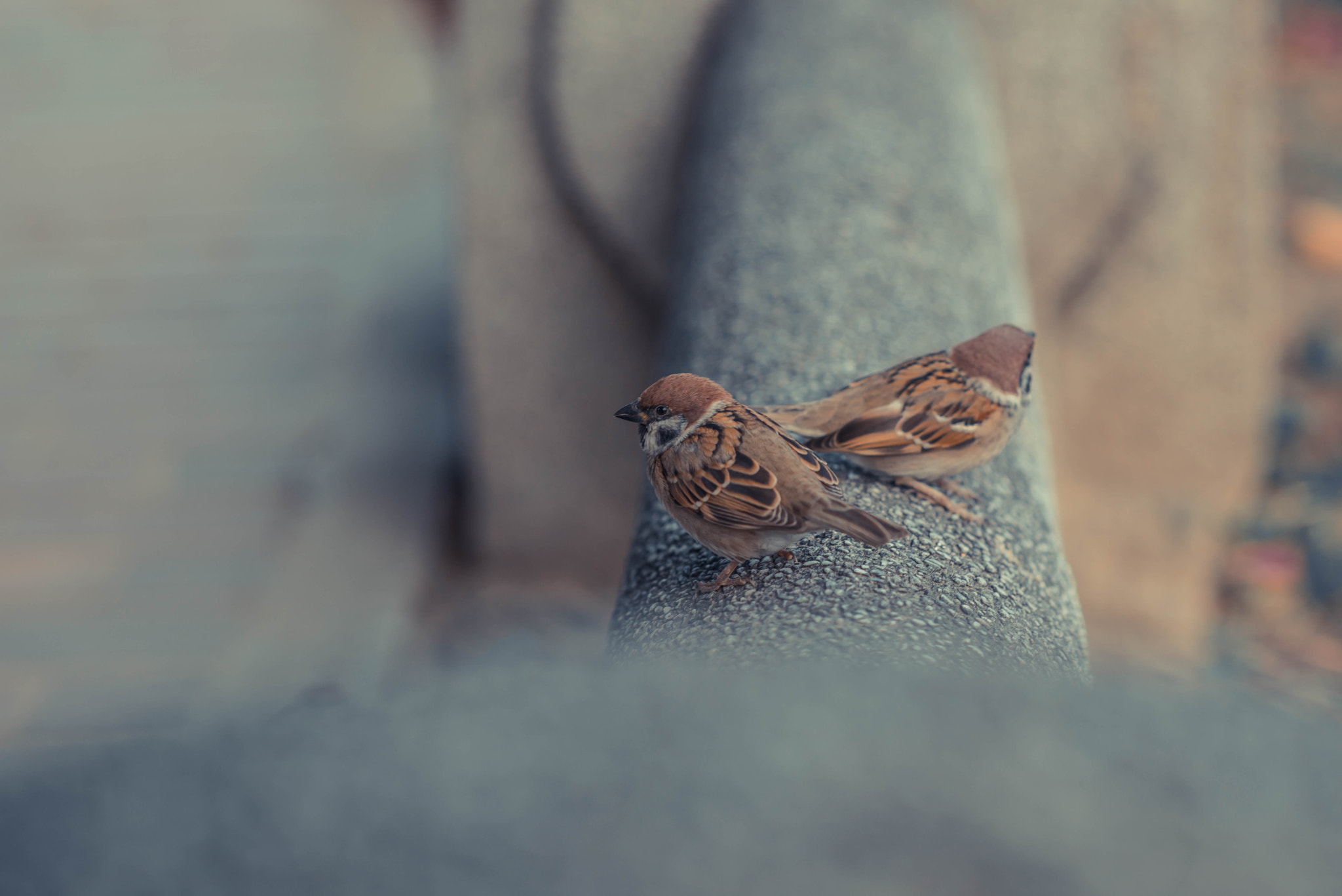 Nikon D800E + Nikon AF-S Nikkor 85mm F1.8G sample photo. Mahjong photography