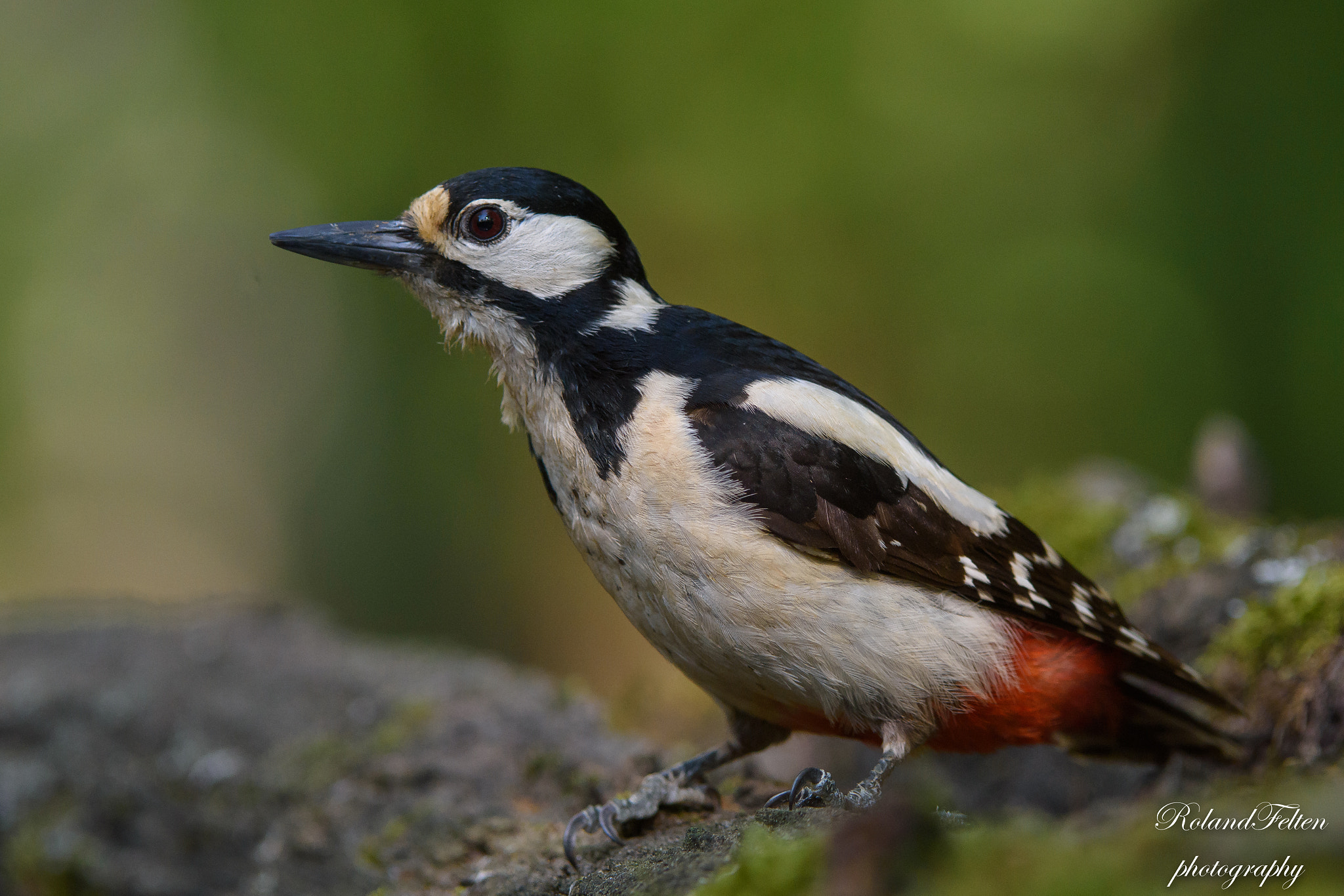 Nikon D7200 + Nikon AF-S Nikkor 200-400mm F4G ED-IF VR sample photo. Great spotted woodpecker photography