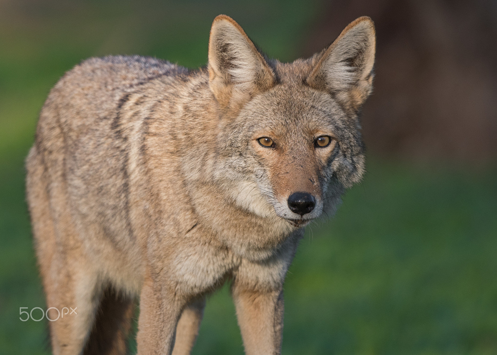Nikon AF-S Nikkor 800mm F5.6E FL ED VR sample photo. The stare photography