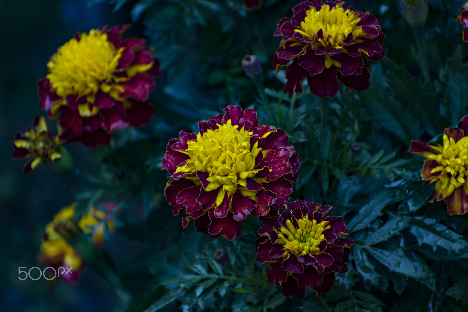 Nikon AF-S Nikkor 70-200mm F2.8G ED VR II sample photo. Marigold photography