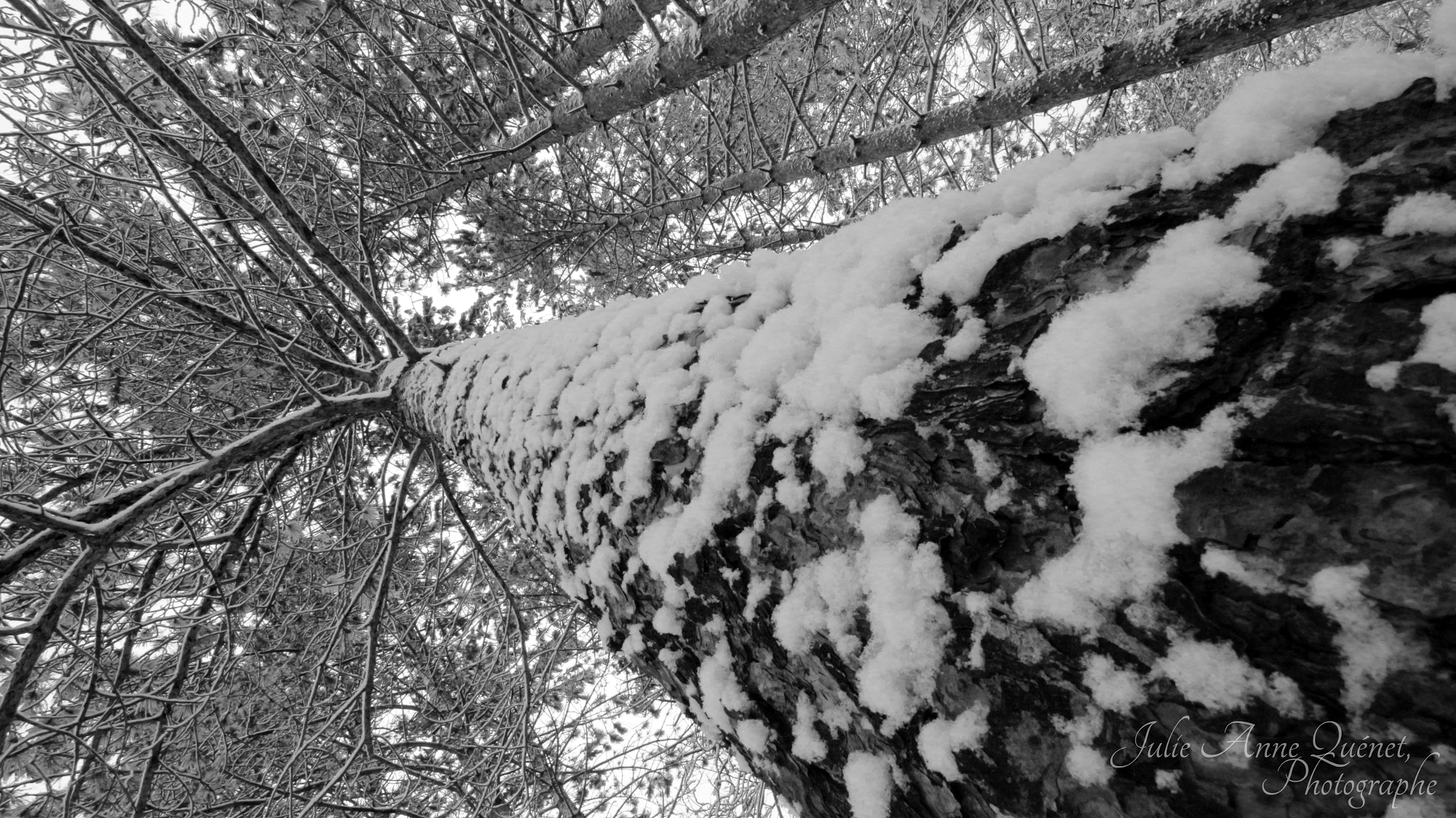 Canon EOS 650D (EOS Rebel T4i / EOS Kiss X6i) sample photo. Pin rouge photography