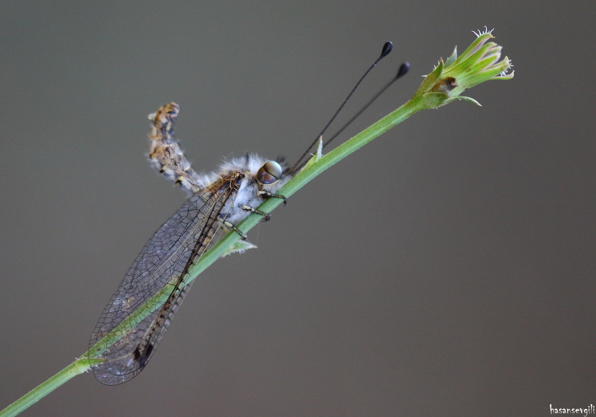 Sigma APO Macro 150mm f/2.8 EX DG HSM sample photo. Neuropter photography