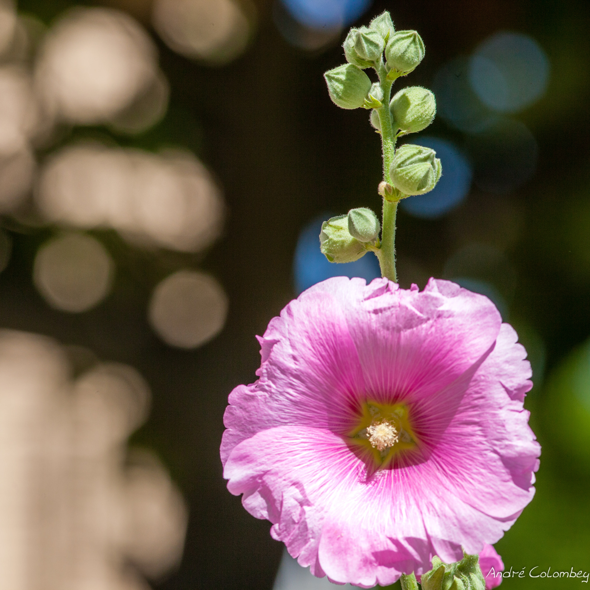 Canon EF 300mm F4L IS USM sample photo. Eveil photography