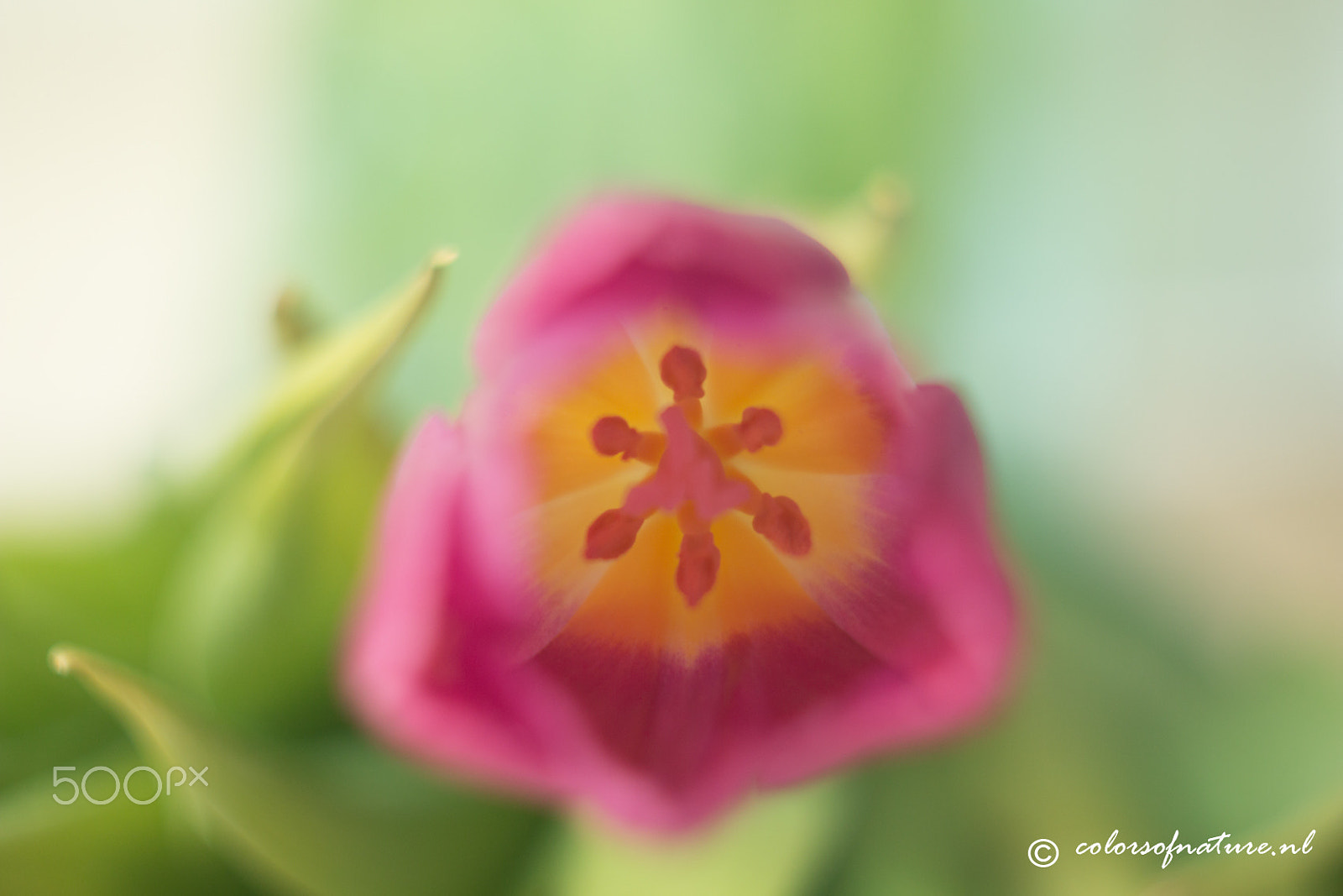 Canon EF 35-80mm f/4-5.6 sample photo. Soft softer softest photography