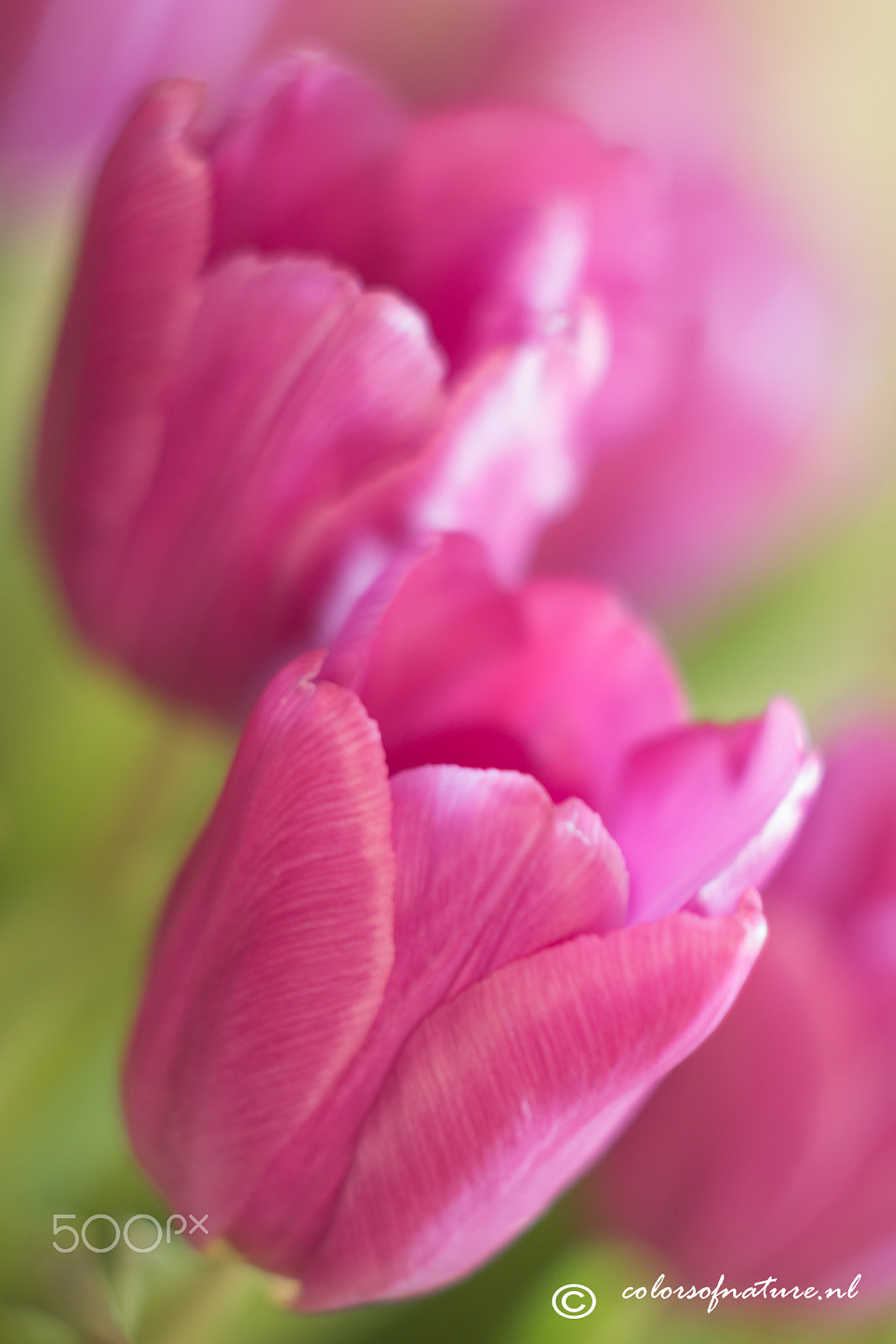 Canon EF 35-80mm f/4-5.6 sample photo. Pretty in pink photography