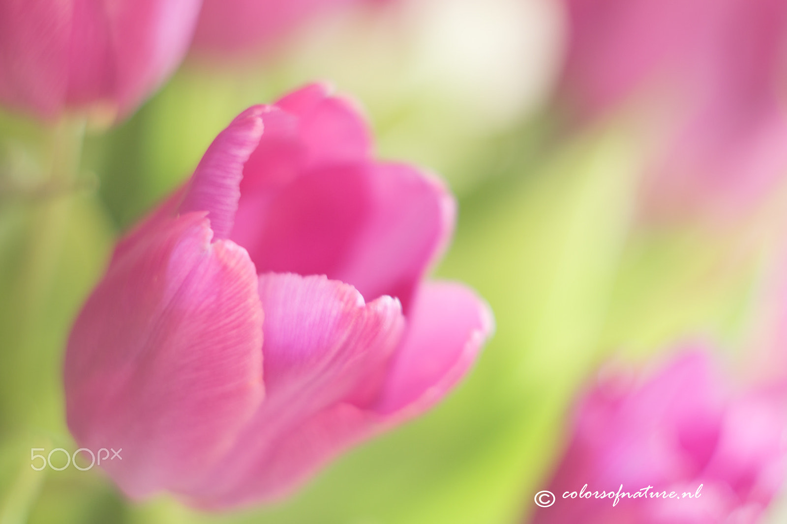 Canon EF 35-80mm f/4-5.6 sample photo. Pink pastels photography