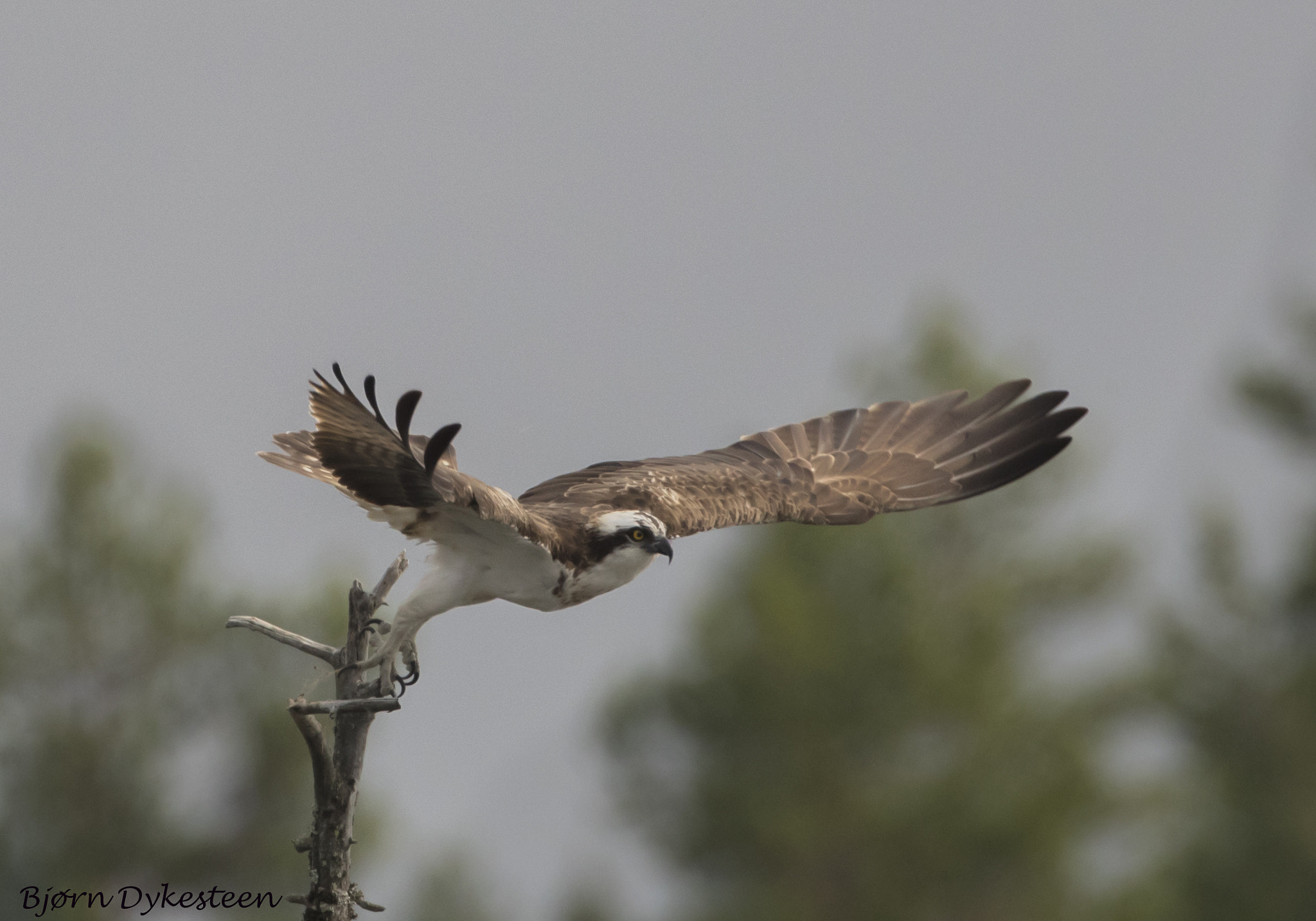 Canon EF 200mm F2.8L II USM sample photo. Osprey photography