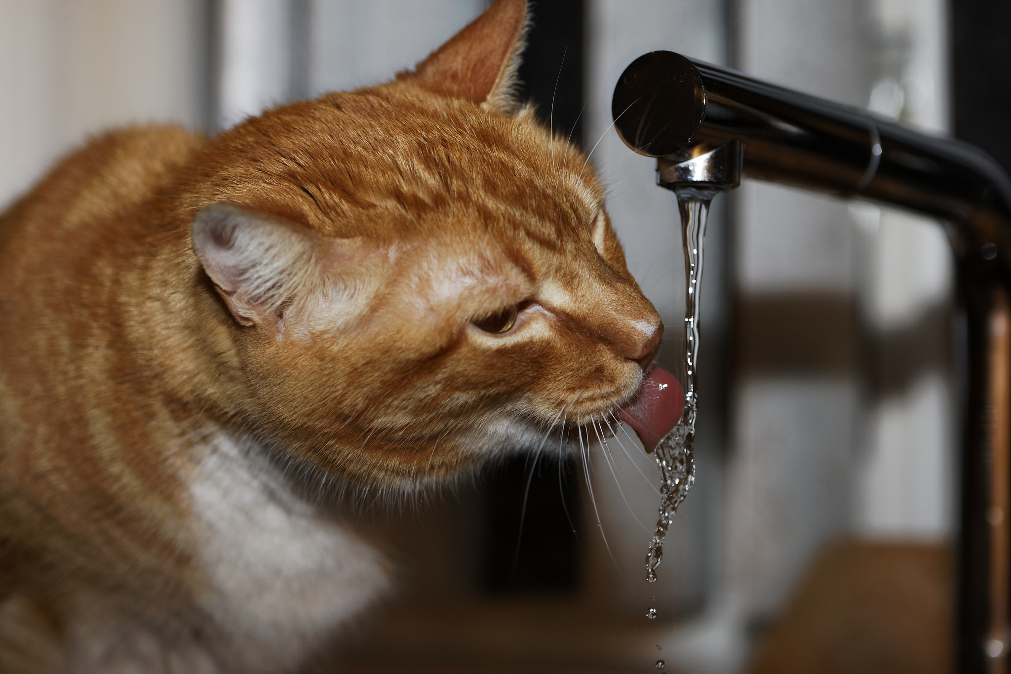 Canon EOS-1D Mark III sample photo. Thursty photography