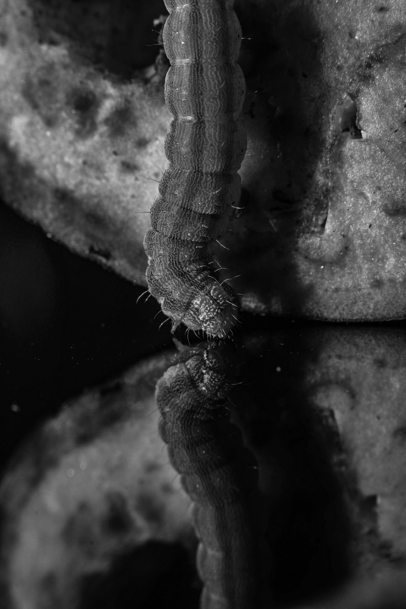 Nikon D7200 sample photo. Larva 2 photography