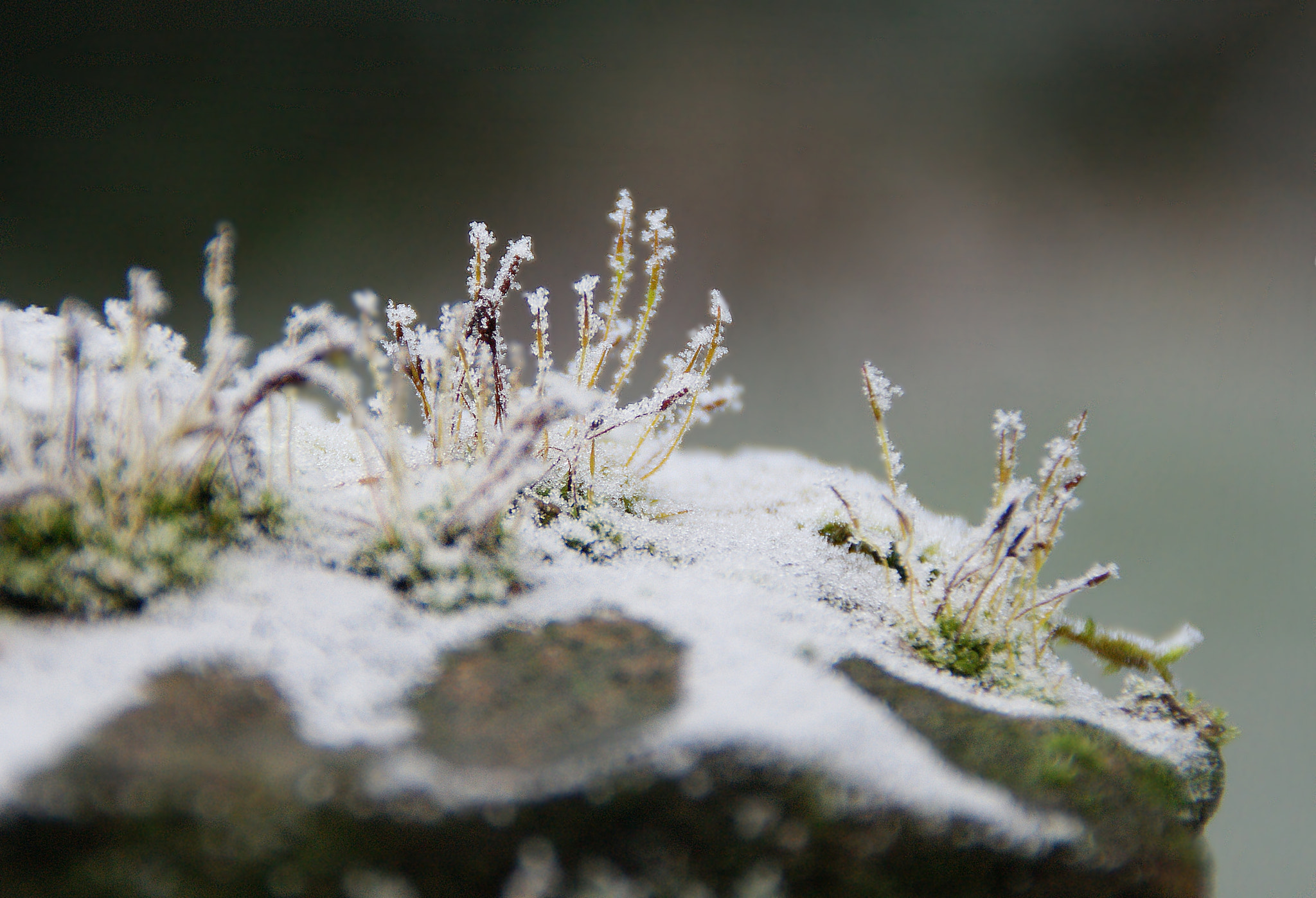 Sony Alpha DSLR-A290 sample photo. Winter in moss garden photography