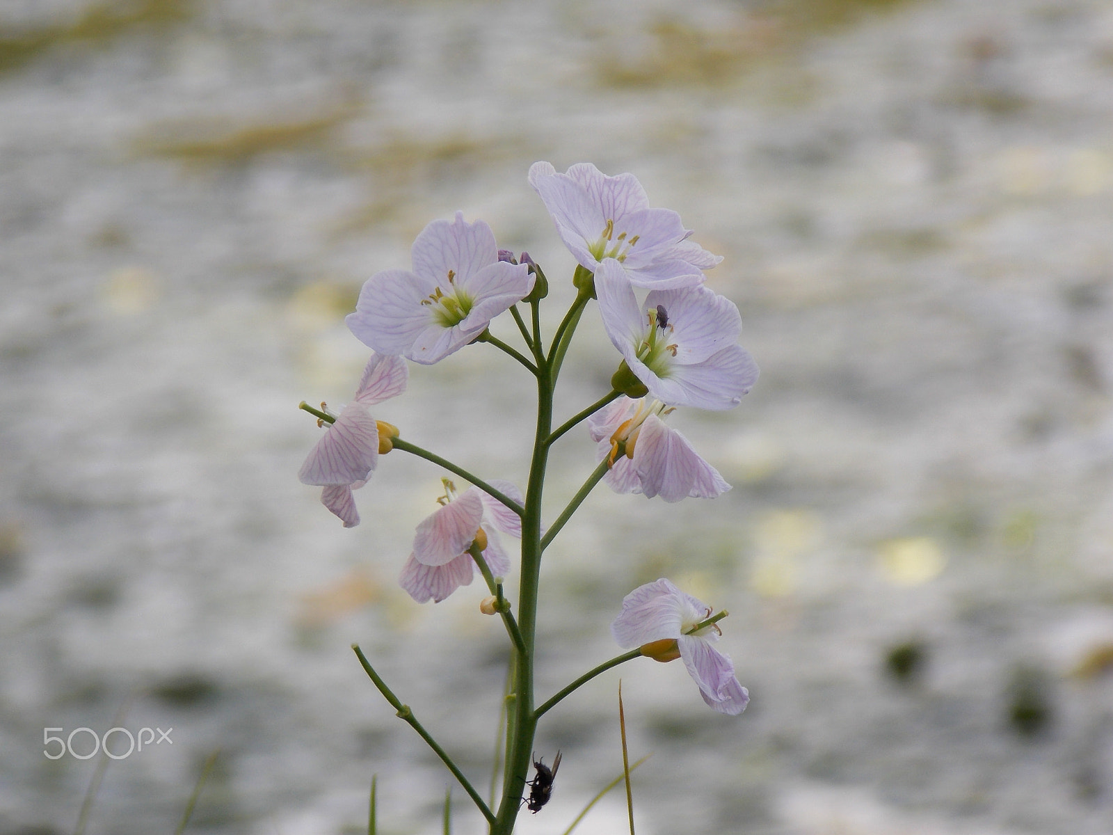 Nikon COOLPIX L320 sample photo. Delicate spring flower in bloom photography