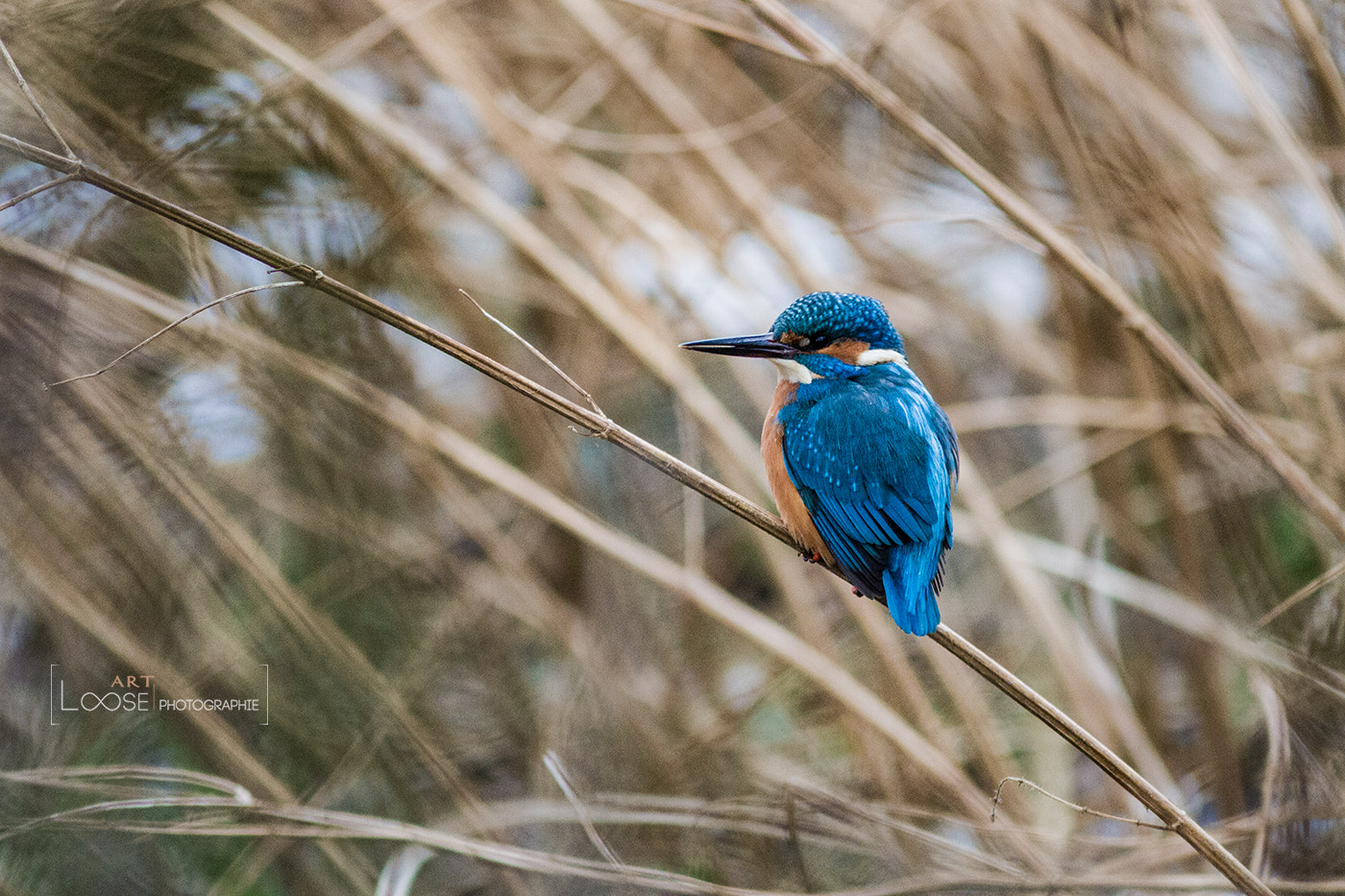 Canon EOS 7D + Canon EF 300mm F4L IS USM sample photo. Alcedo atthis photography