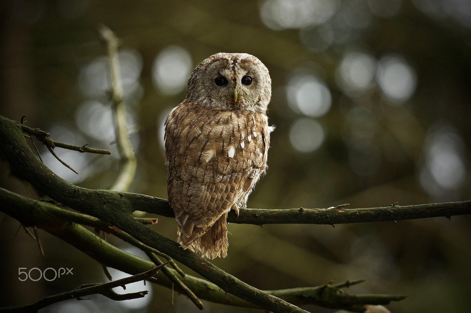 Canon EF 200-400mm F4L IS USM Extender 1.4x sample photo. In the forest photography