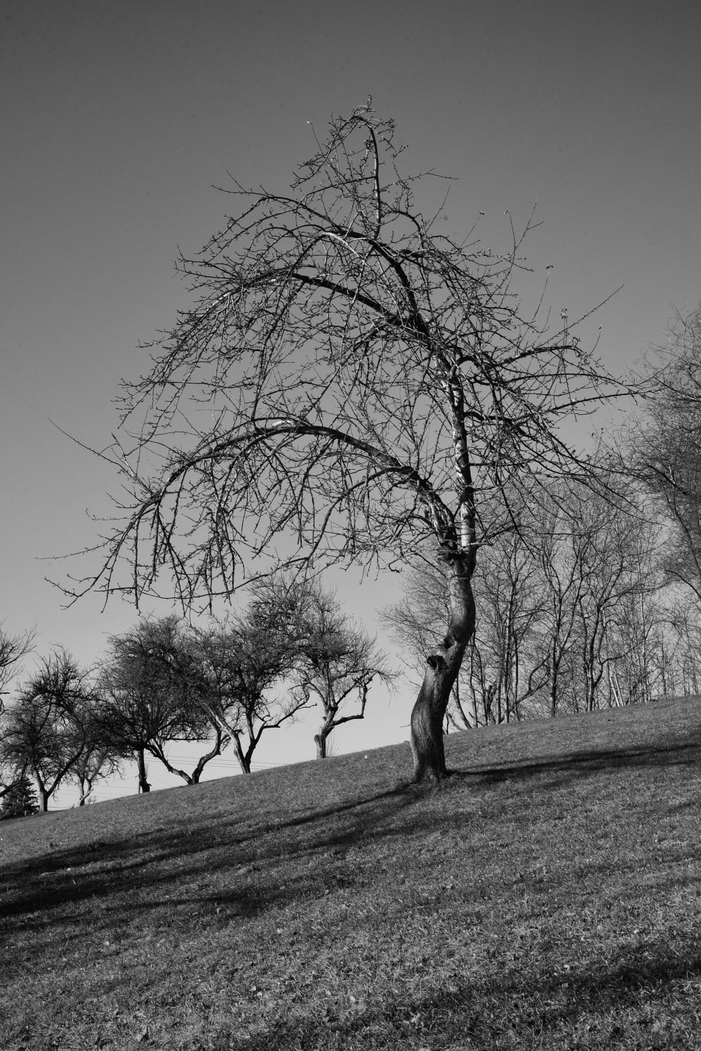 Nikon D750 sample photo. Tree photography