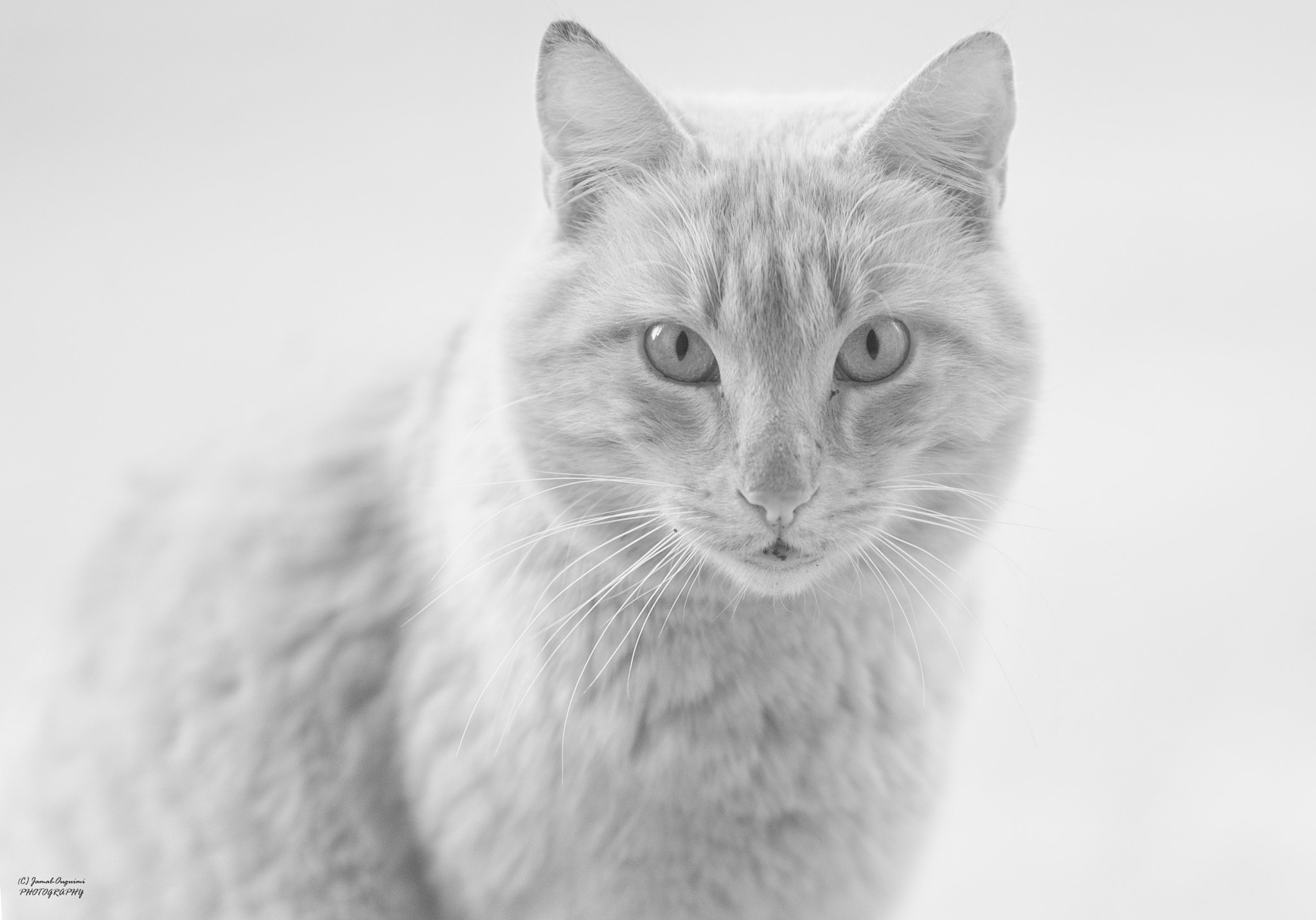 Nikon D700 sample photo. White cat(1) photography