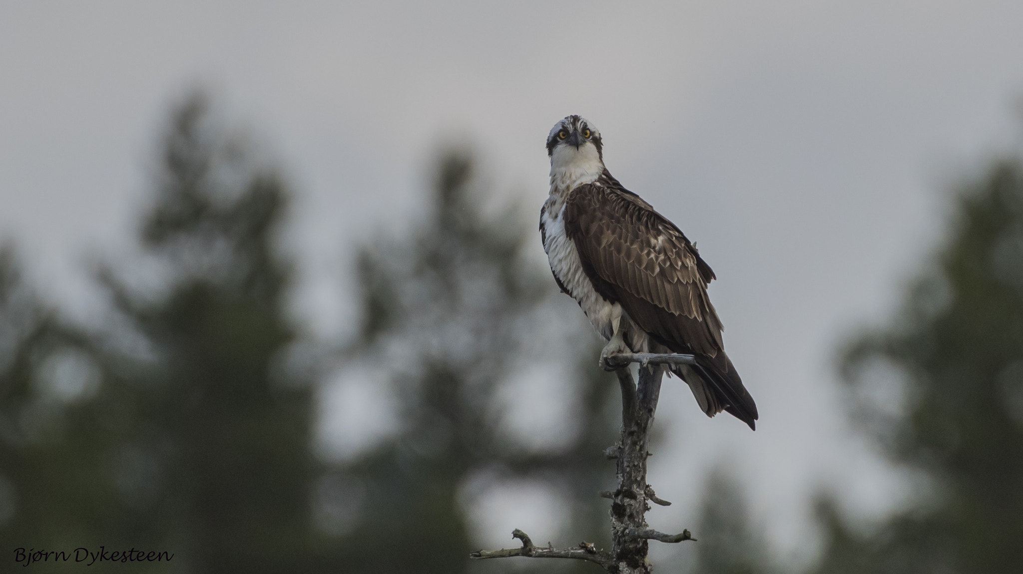 Canon EF 200mm F2.8L II USM sample photo. Osprey photography