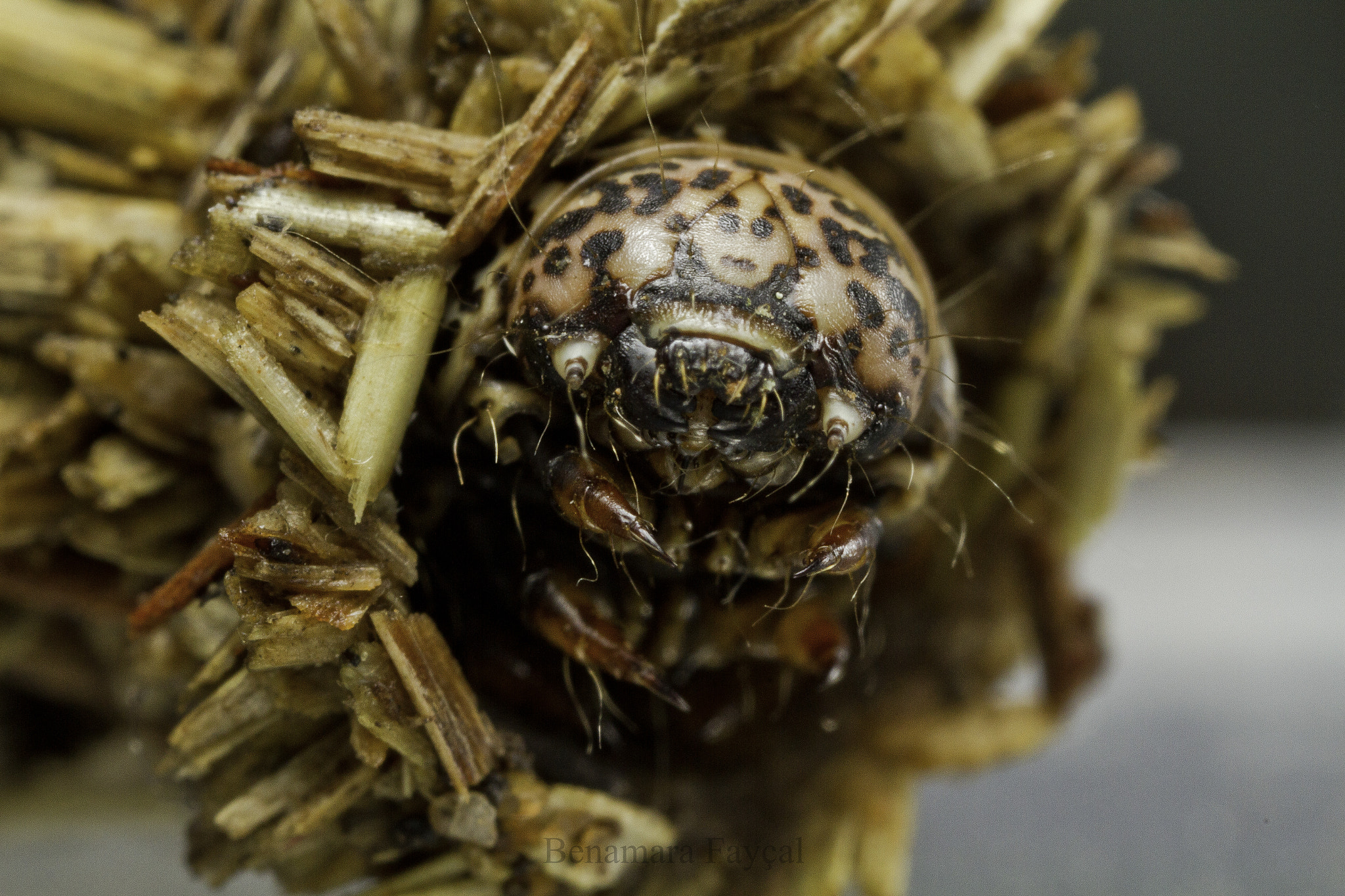 Canon MP-E 65mm F2.5 1-5x Macro Photo sample photo. Chenille depsychidae photography
