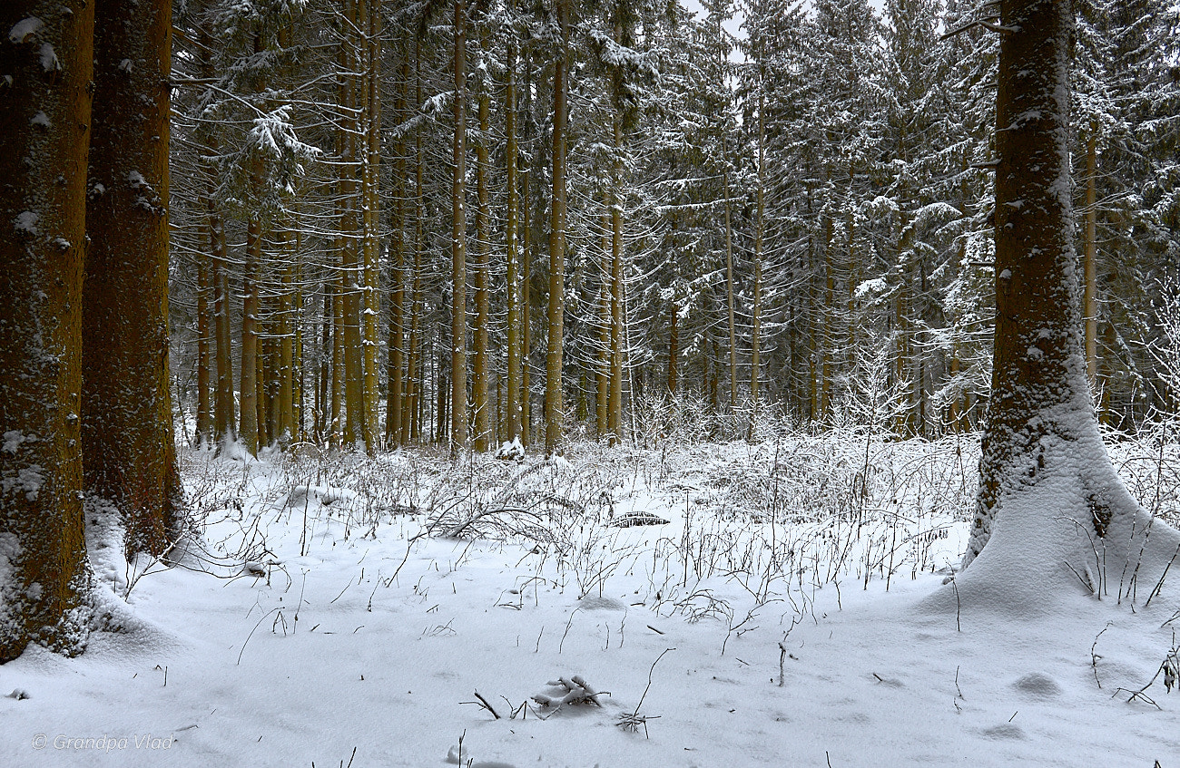 Canon EOS 1100D (EOS Rebel T3 / EOS Kiss X50) sample photo. White silence... photography