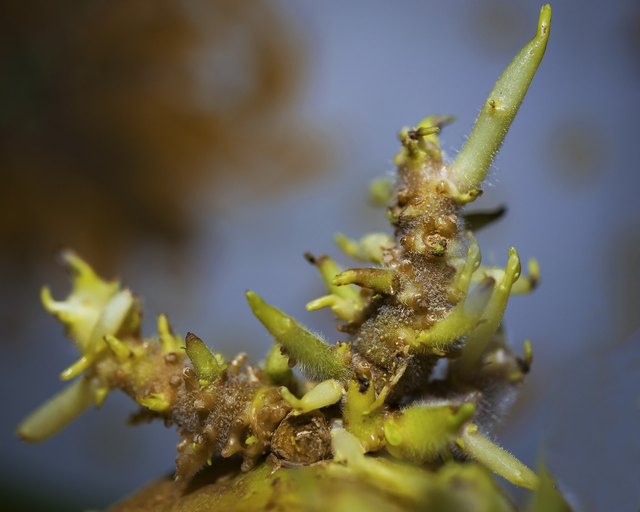 Sony a7R II + Sony E 30mm F3.5 Macro sample photo. Potato sprouts photography