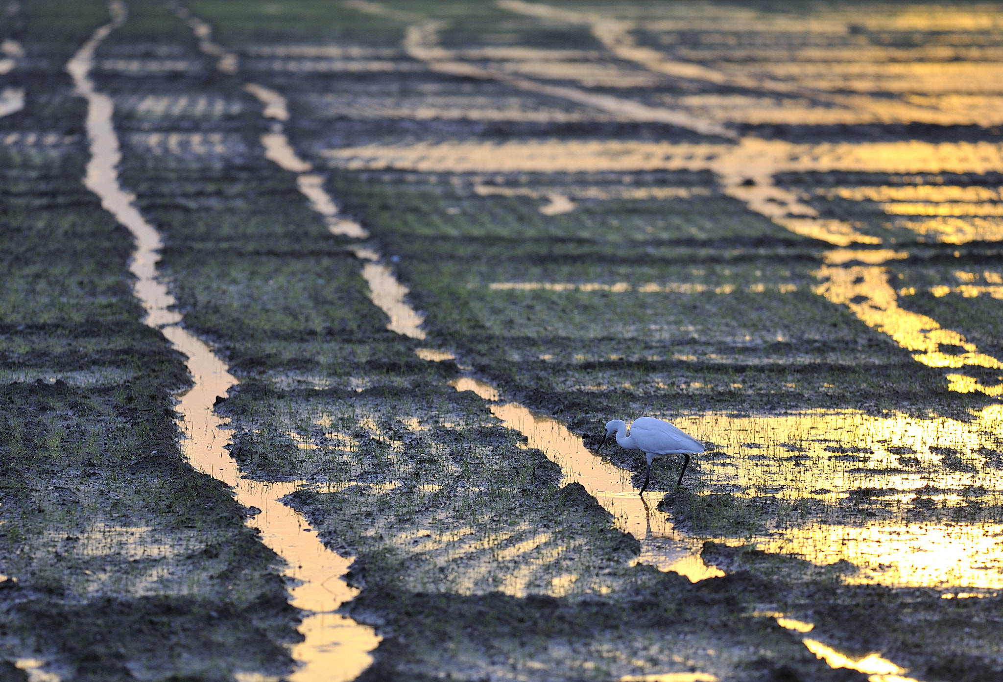Nikon D700 sample photo. Egret in paddy field. photography