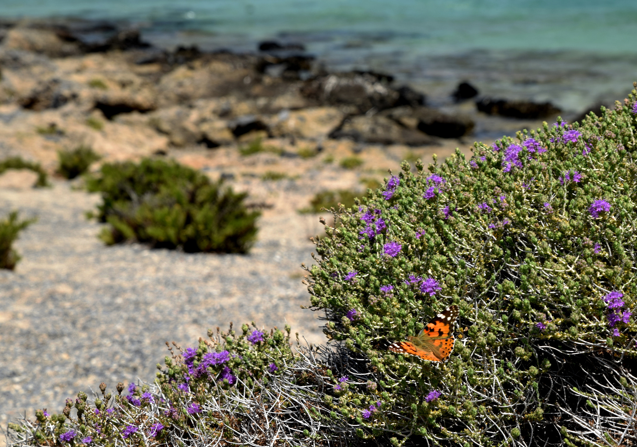 Nikon D5300 + Tamron SP 24-70mm F2.8 Di VC USD sample photo. Butterfly in crete photography