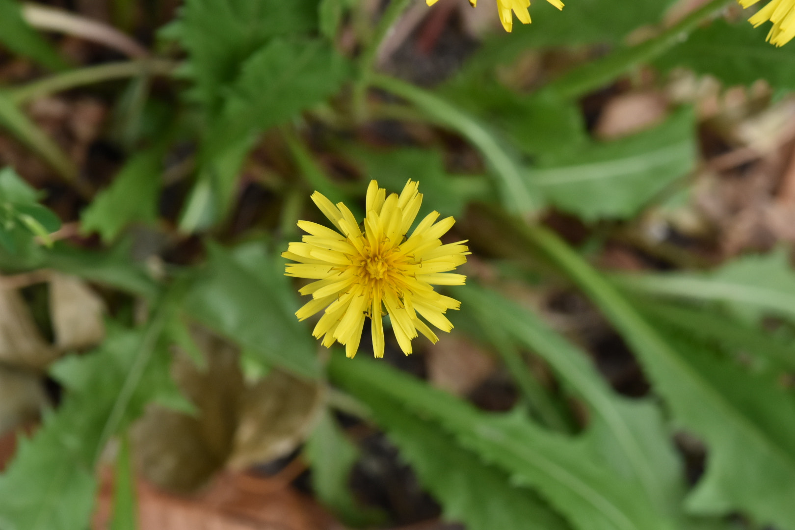 Nikon AF-S DX Micro-Nikkor 85mm F3.5G ED VR sample photo