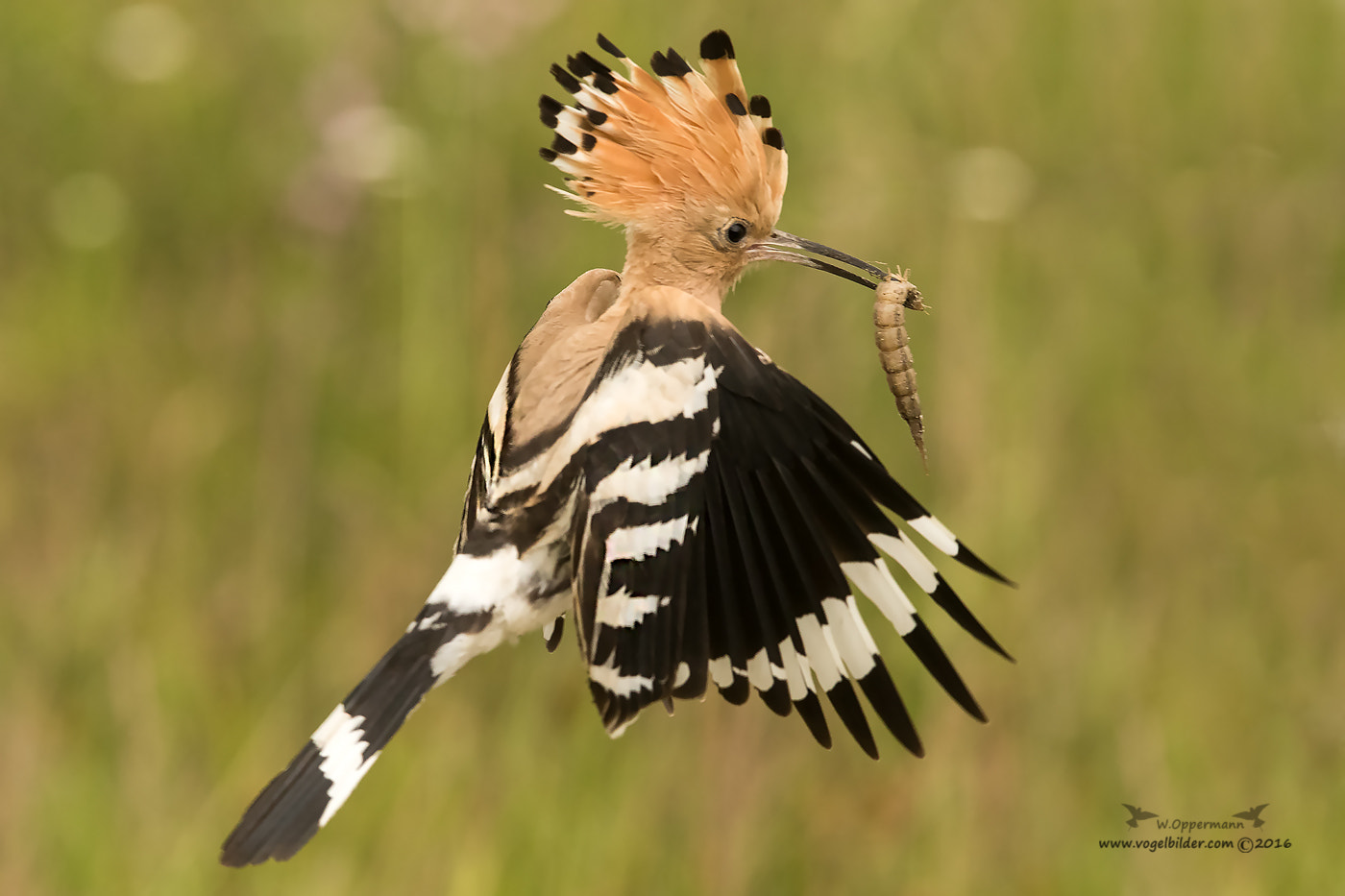 Canon EF 300mm F2.8L IS USM sample photo. Wiedehopf / hoopoe  photography