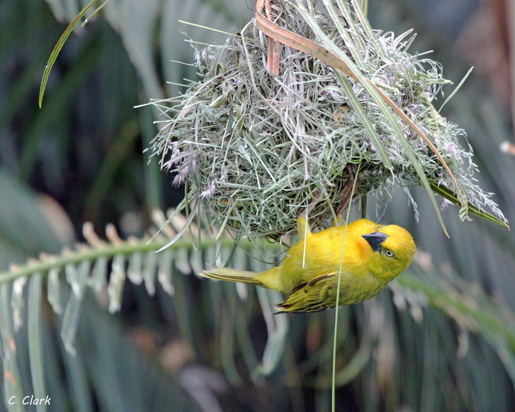 Canon EF 100-400mm F4.5-5.6L IS USM sample photo. Holub's golden weaver, male building nest photography