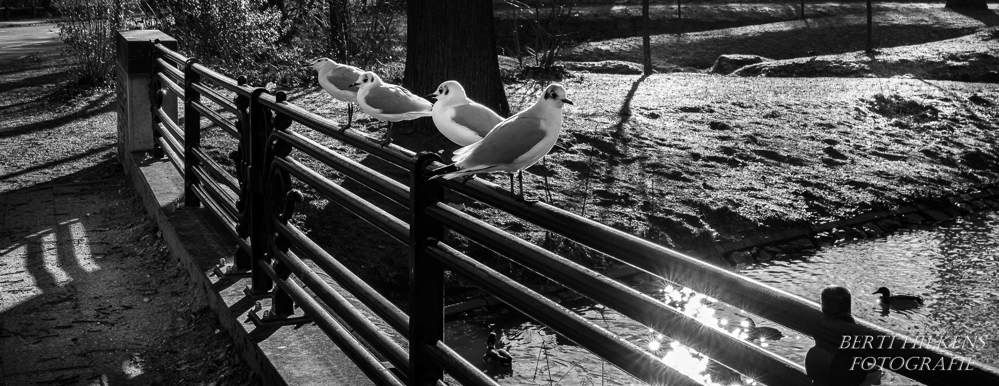 Nikon D7100 + Tamron SP 15-30mm F2.8 Di VC USD sample photo. Birds in black and white photography