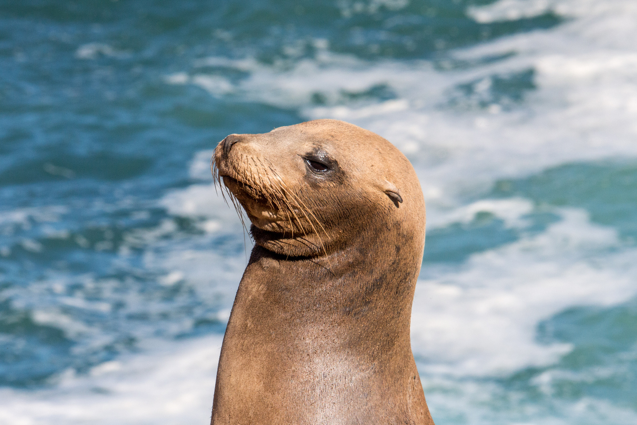 Canon EF-S 55-250mm F4-5.6 IS STM sample photo. Seal photography