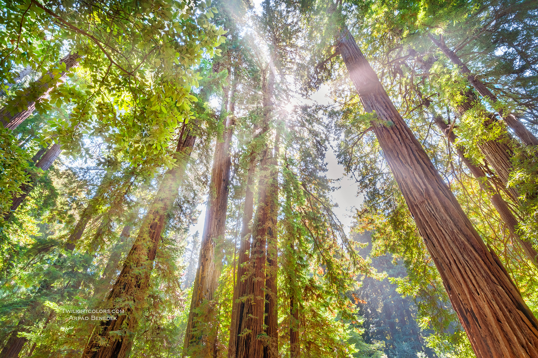 Samsung NX 12-24mm F4-5.6 ED sample photo. Redwoods photography
