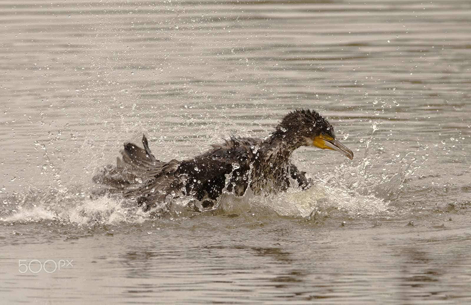 Canon EF 300mm F2.8L IS USM sample photo. Cormobagno photography