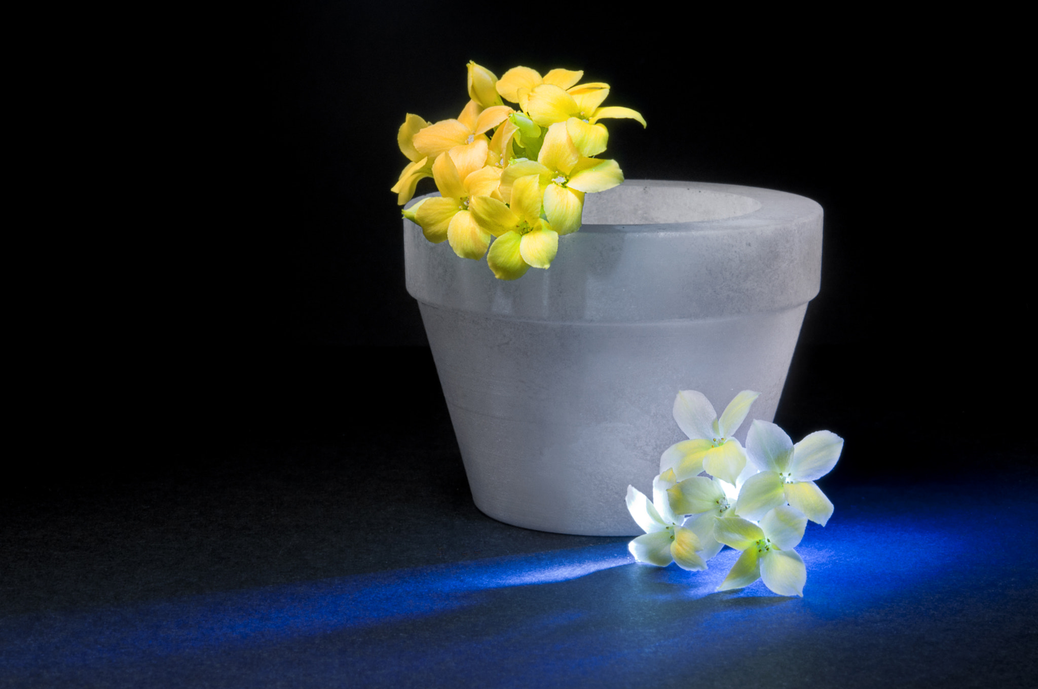 Nikon AF-S Micro-Nikkor 60mm F2.8G ED sample photo. Blue light photography