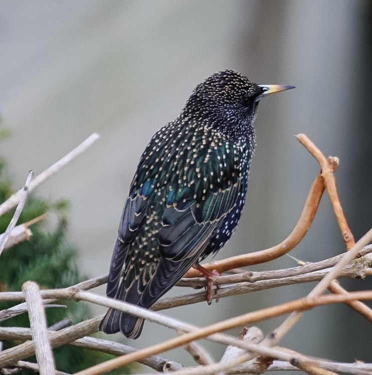 Canon EF 100-400mm F4.5-5.6L IS USM sample photo. Young starling photography
