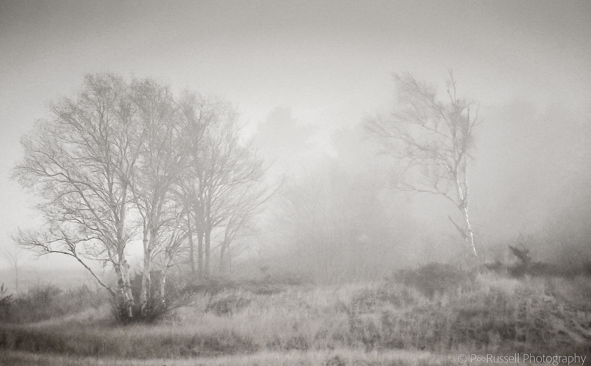 Nikon D300S sample photo. Through the mist ... photography
