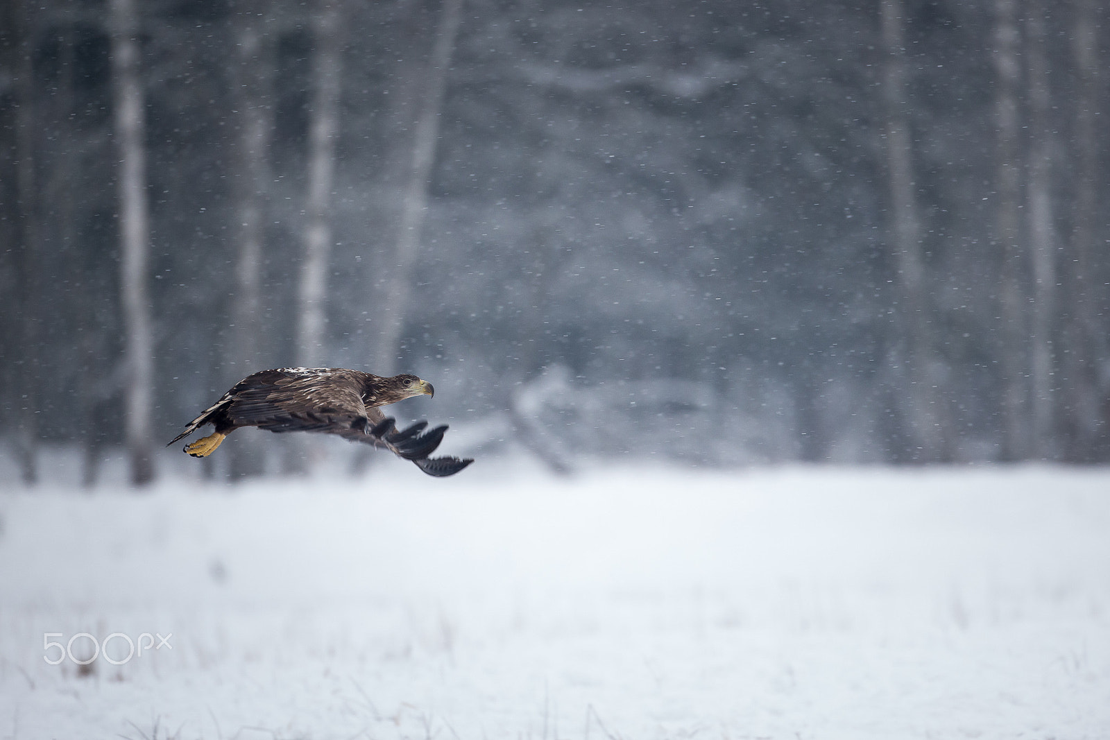 Canon EOS-1D X sample photo. White-tailed eagle (haliaeetus albicilla) photography