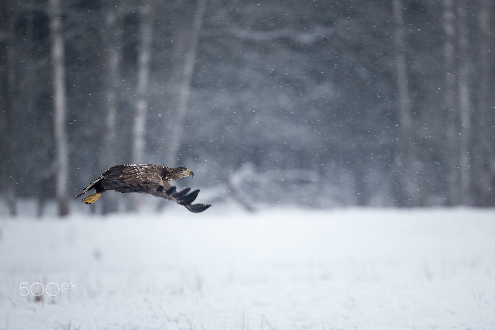 Canon EOS-1D X + Canon EF 500mm F4L IS USM sample photo. White-tailed eagle (haliaeetus albicilla) photography