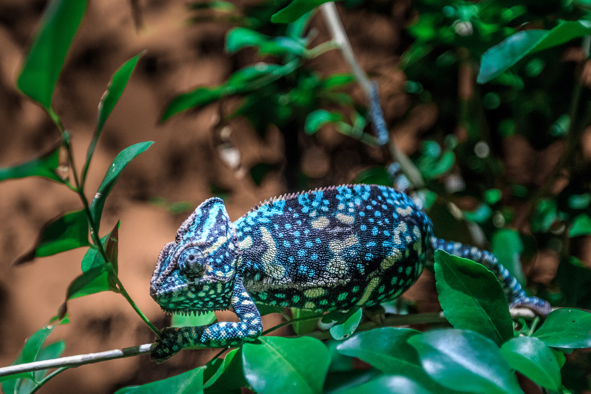 Canon EF 16-35mm F2.8L II USM sample photo. Chameleon photography