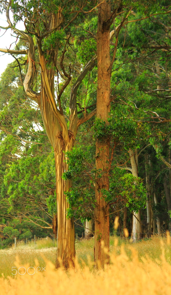 Canon EF-S 55-250mm F4-5.6 IS sample photo. Tree lines photography