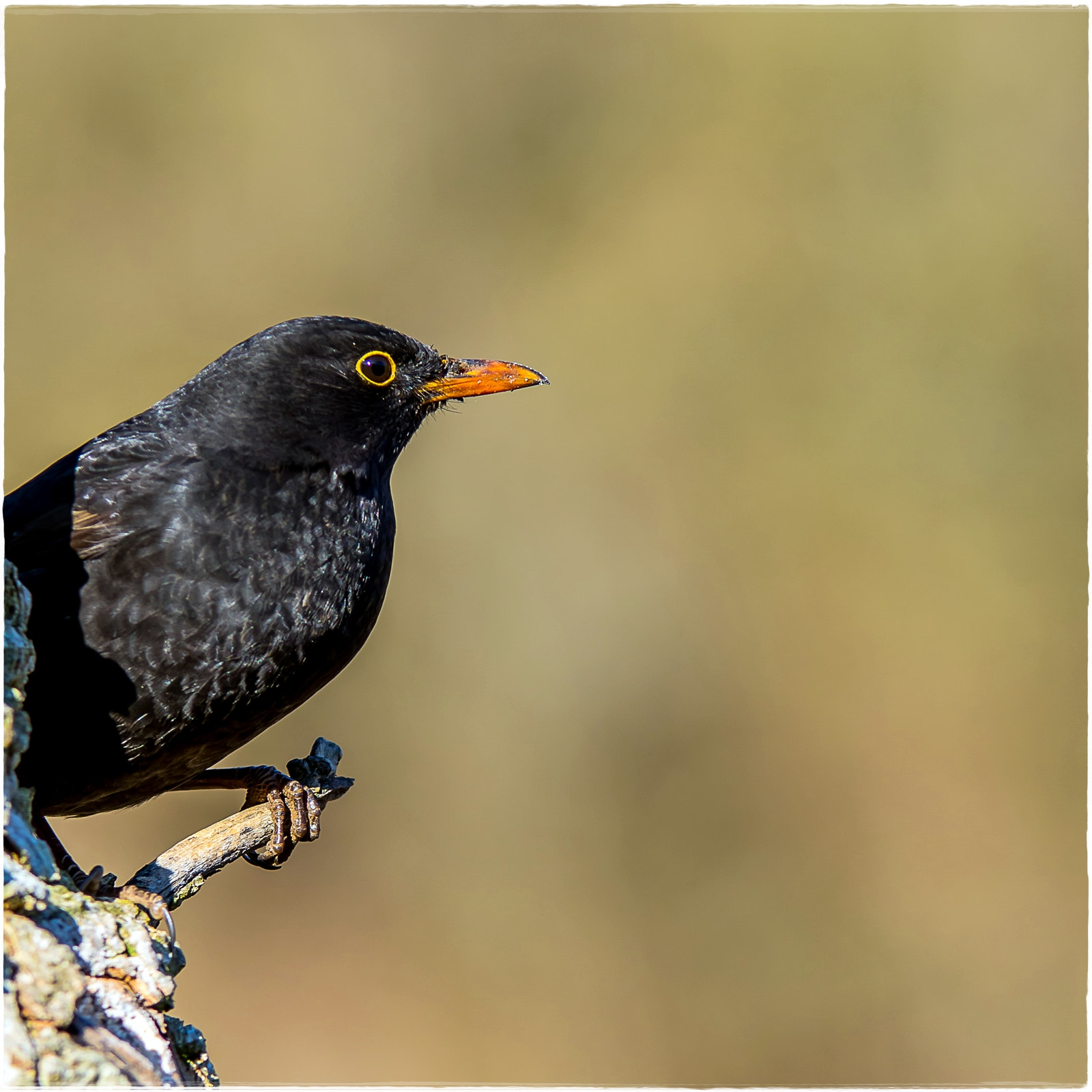 Sigma 70-200mm F2.8 EX DG OS HSM sample photo. Merle noir photography