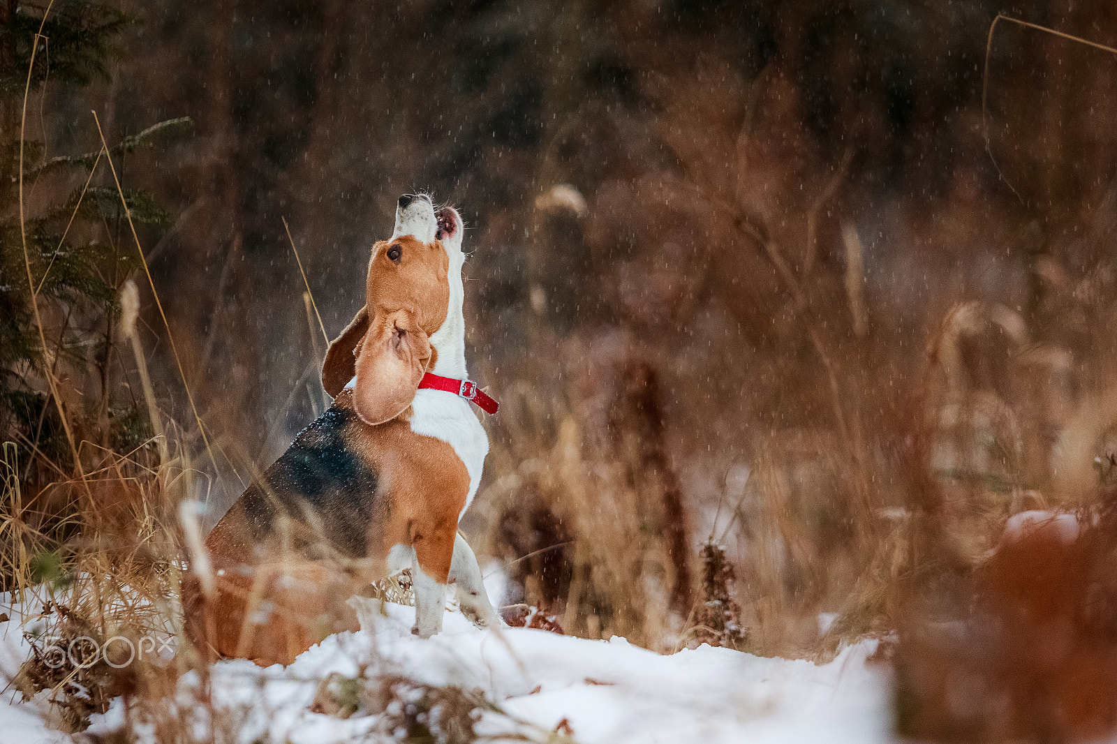 Canon EF 70-200mm F2.8L USM sample photo. Howling photography